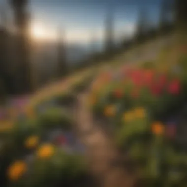 Colorful Wildflowers Along Baldy Mountain Trail