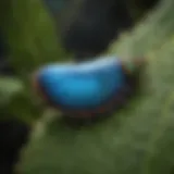 Beautiful Blue Morpho Caterpillar on Leaf