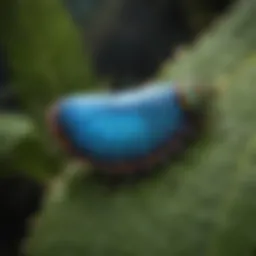 Beautiful Blue Morpho Caterpillar on Leaf