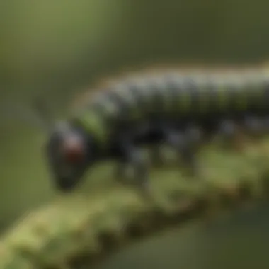 Unique Spicebush Swallowtail Caterpillar