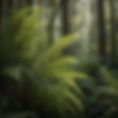Lush sword fern in a forest setting