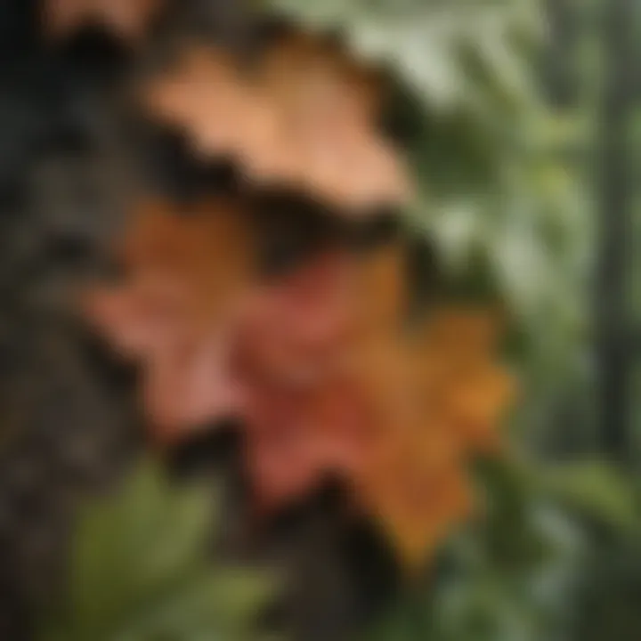 Close-up of bacterial infection on tree leaves