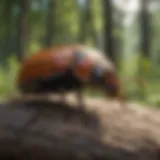 Natural Elm Beetle Repellent