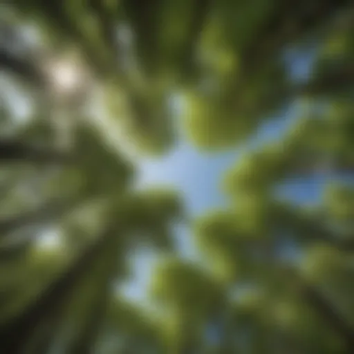 Lush green forest canopy symbolizing environmental conservation