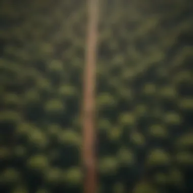Aerial view of tree planting initiative demonstrating reforestation efforts