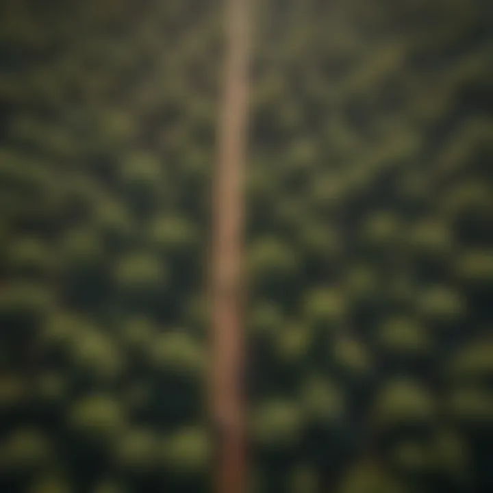 Aerial view of tree planting initiative demonstrating reforestation efforts