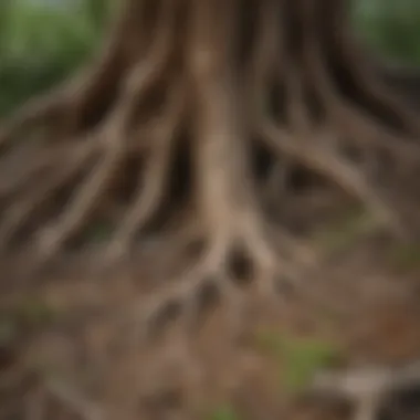 Healthy vs. Infected Tree Root Healthy vs. infected tree root comparison