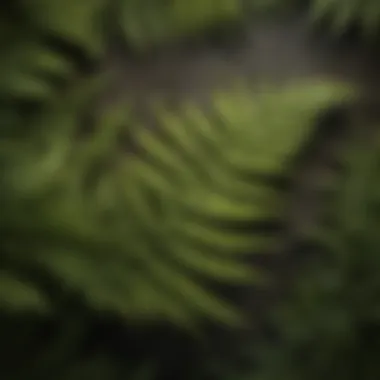 Detailed chart illustrating key fern identification features