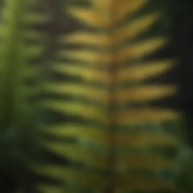 Close-up of fern reproductive structures and spores