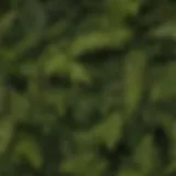 Variety of fern types showcasing unique leaf structures