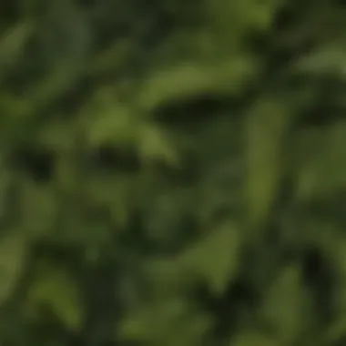 Variety of fern types showcasing unique leaf structures