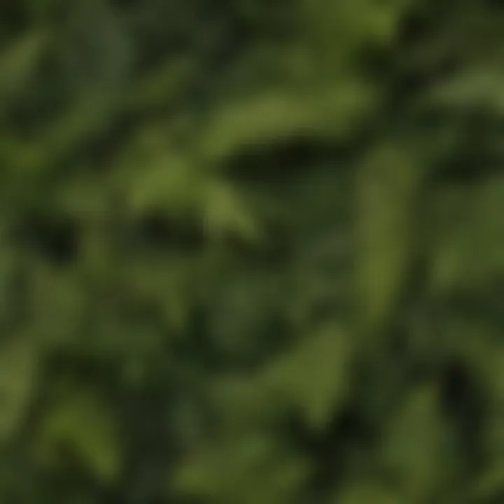 Variety of fern types showcasing unique leaf structures