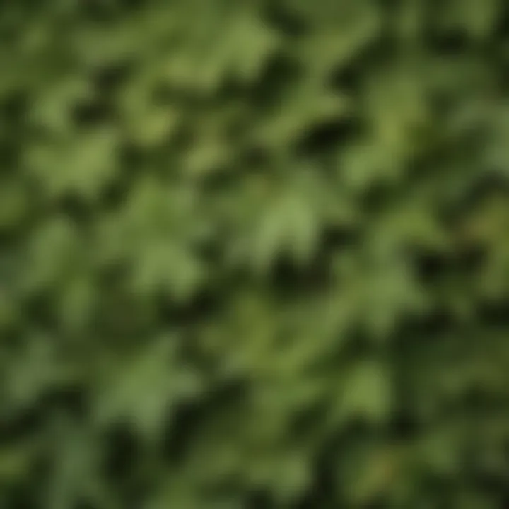 Distinctive Features of Box Elder Leaves A close-up of box elder leaves highlighting their unique characteristics.