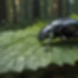 A close-up view of a black beetle on a leaf in a forest