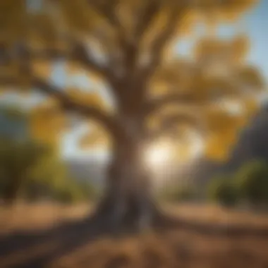 Enchanting Cottonwood Tree Enchanting Cottonwood Tree in New Mexico