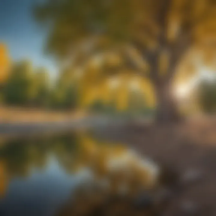 Scenic Cottonwood tree by a river in Wyoming