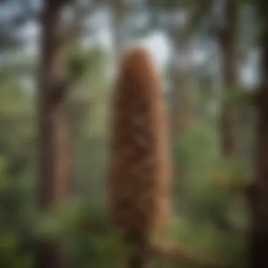 Coulter pine tree showcasing its distinctive cones