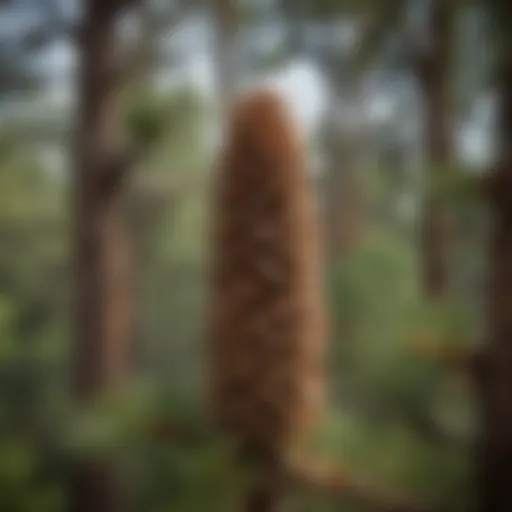 Coulter pine tree showcasing its distinctive cones