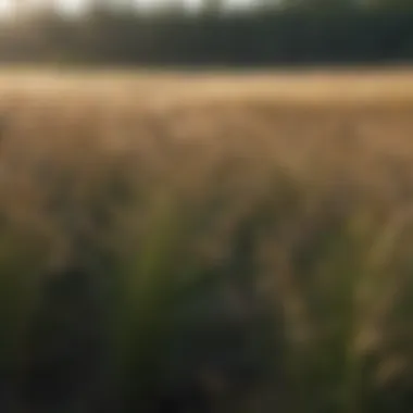 Flourishing invasive plant resembling wheat in grassland