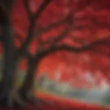 Crimson Canopy: A Red Flowering Tree in Full Bloom