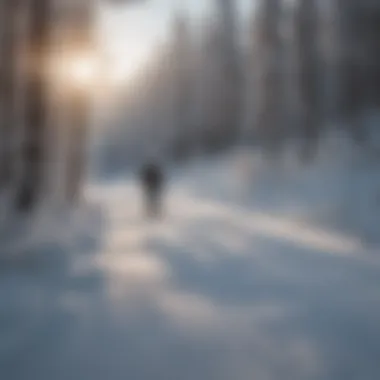 Cross country skier gliding through snowy trails