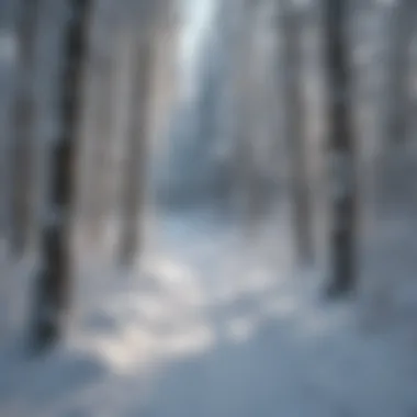 Snow-covered trees lining the cross country ski route