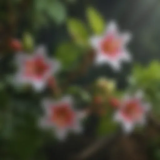 Elegant Cross Vine Blossoms