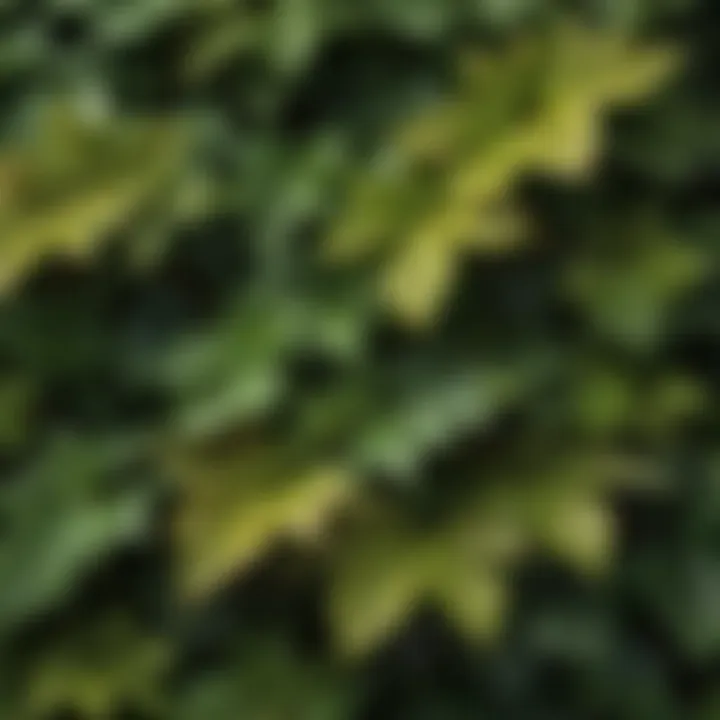 Lush Green Cross Vine Leaves