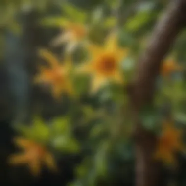 Close-Up of Cross Vine Nectar