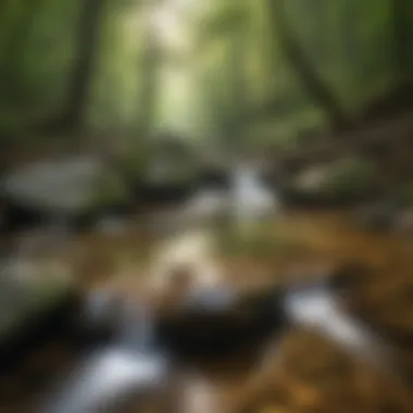 Nature's Purity: The Serenity of Flowing Waters Crystal clear stream flowing through Daniel Boone National Forest