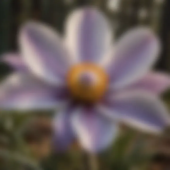 Cultural Significance Pasque Flower