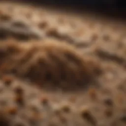 Tick infestation in carpet fibers