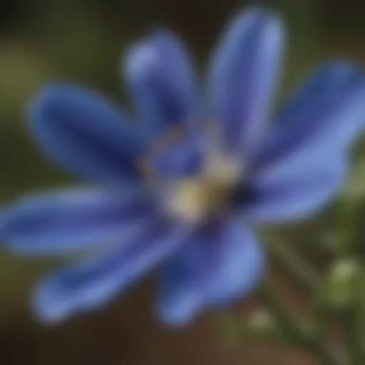 Delicate Petals of Wild Blue Flax Flower