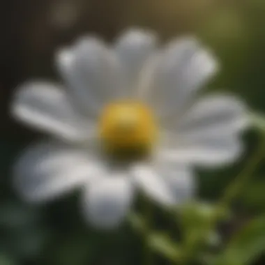 Delicate White Wildflower in Dappled Light