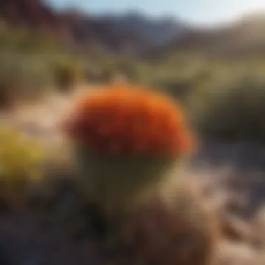 A striking desert plant with spiky leaves and vibrant flowers