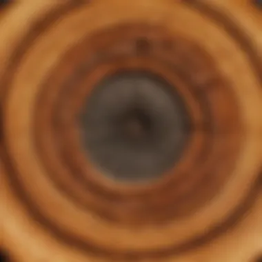 Detailed cross-section of tree rings showcasing growth patterns