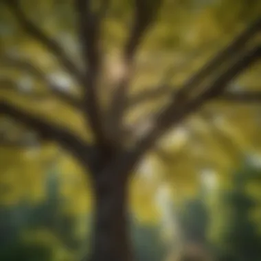 Healthy tree canopy after trimming