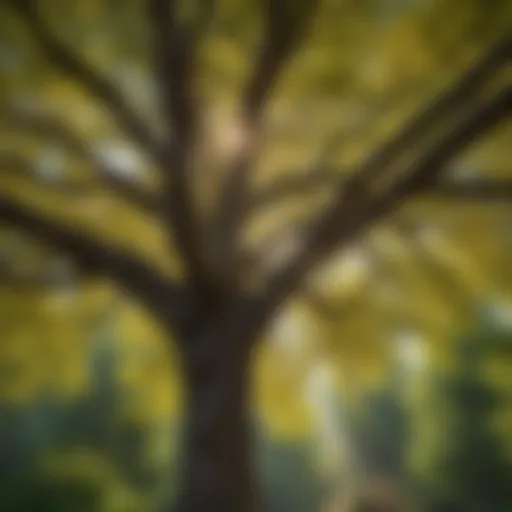 Healthy tree canopy after trimming