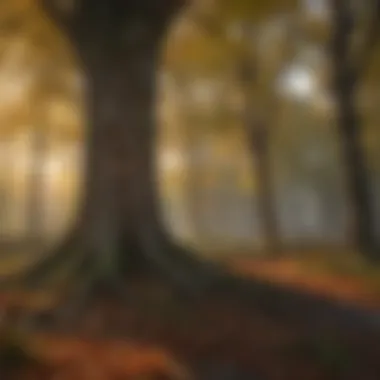 Seasonal tree growth patterns
