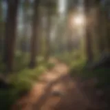 Serene Prescott hiking trail with towering pines and rocky terrain
