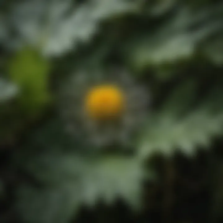 Comparative image showcasing the distinct features of large dandelion leaves