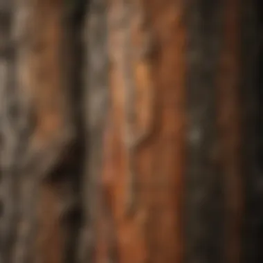 Textures of Arboreal Skins Illustration showcasing diverse tree bark textures