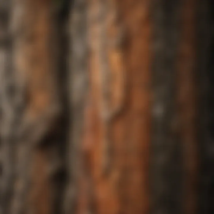 Textures of Arboreal Skins Illustration showcasing diverse tree bark textures