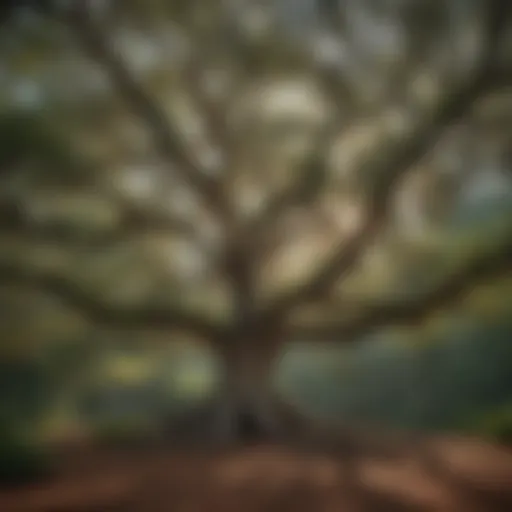 Giant Southern Magnolia tree in North Carolina forest