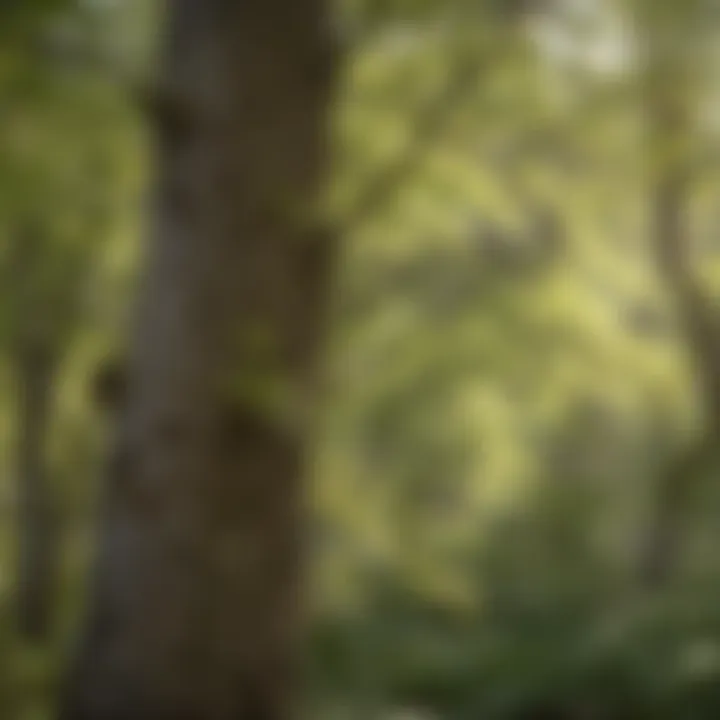 Illustrating Dogwood Anthracnose Symptoms Dogwood Anthracnose Symptoms