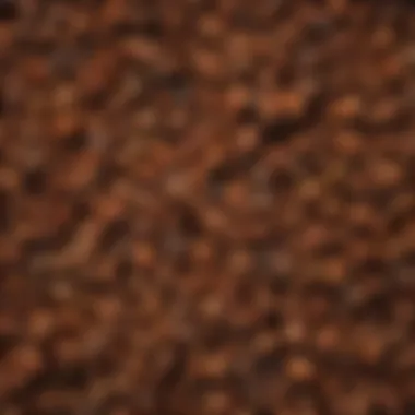 Microscopic Marvels: Douglas Fir Seed Attributes Macro Shot of Douglas Fir Tree Seed Characteristics