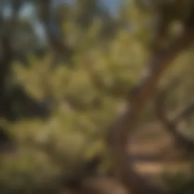 Close-up of dwarf olive tree blossoms