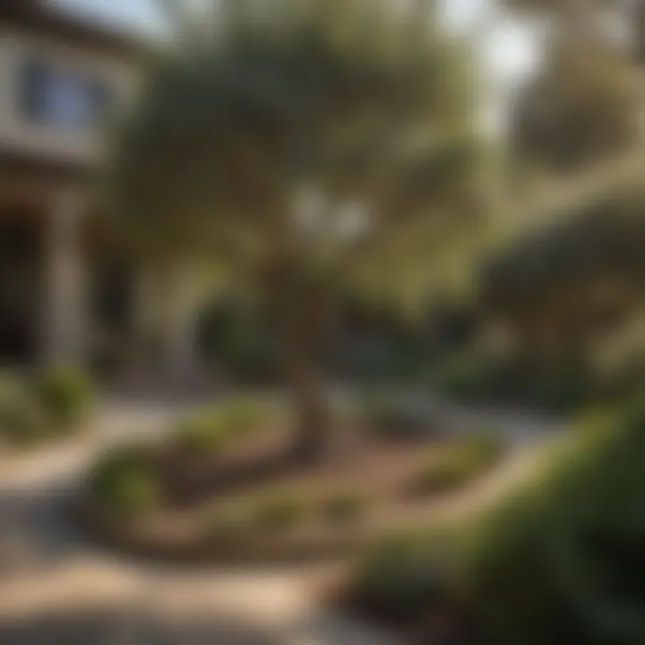 Dwarf olive tree in elegant home garden