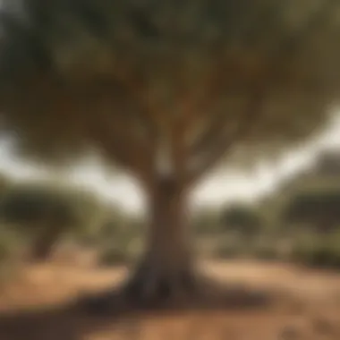 Dwarf olive tree with ripe olives