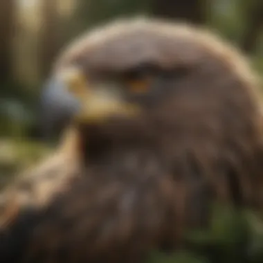 Unique Flora of Eagle Mountain Close-up of unique flora found on Eagle Mountain.